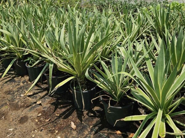Agave lechuguilla AS