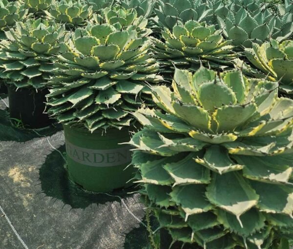Agave Lucky Crown Variegated L AS