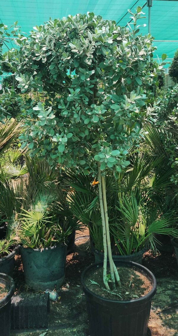 Conocarpus Erectus  AS
