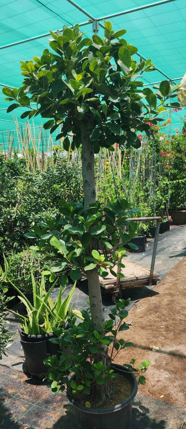 Ficus 3 Layer AS