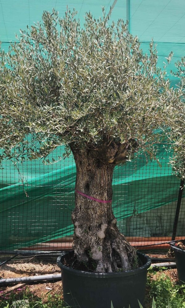 Olea Bushi V2 AS