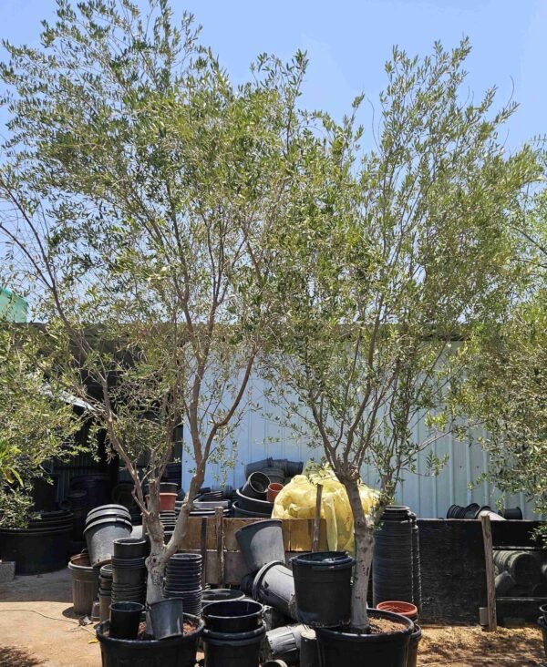Olea Bushi V3 AS