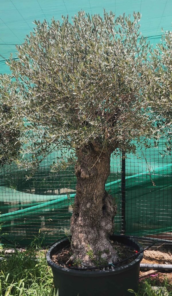 Olea Bushi V4 AS