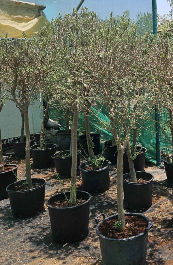 Olea Bushi V5 AS
