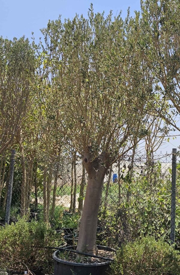 Olea Bushi V7 AS