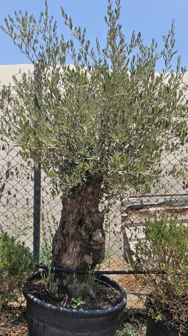 Olea Bushi V6 As