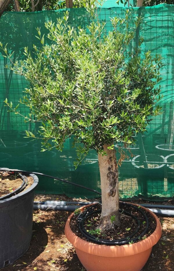 Olea Bushi V8 AS
