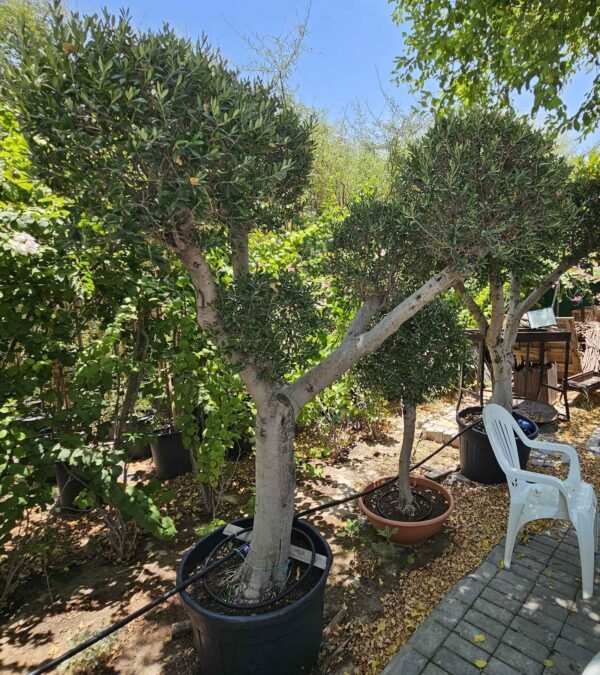 Olea Pom Pom Large AS