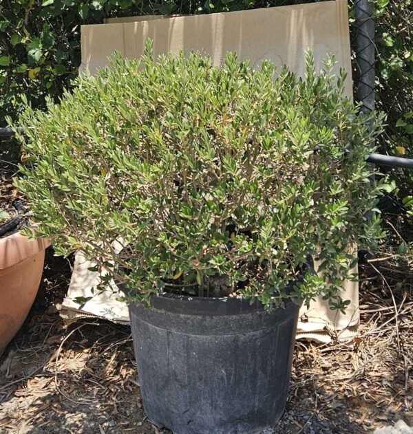 Olea Silvateco Large AS