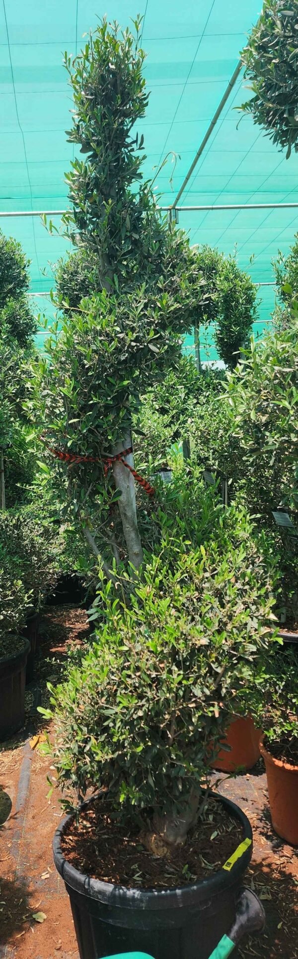 Olea Spiral Large AS