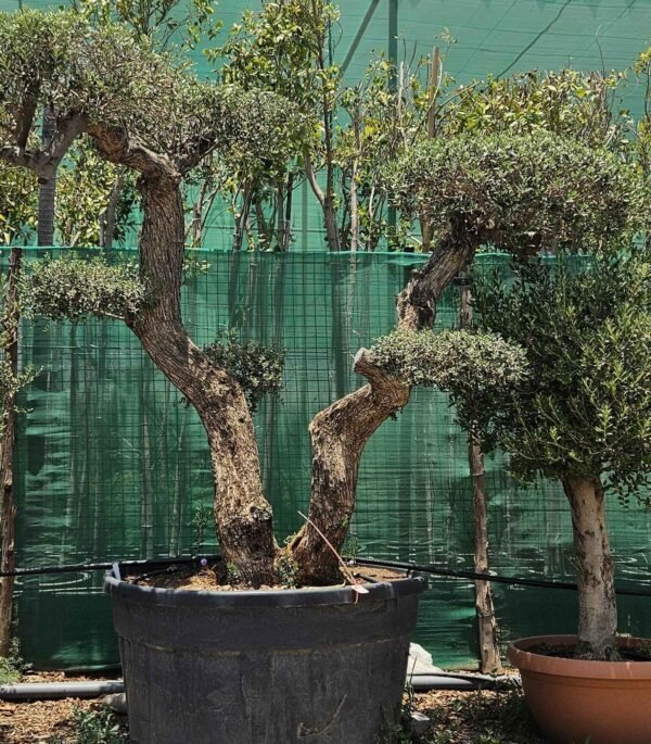 Olea Tubiari V1 AS