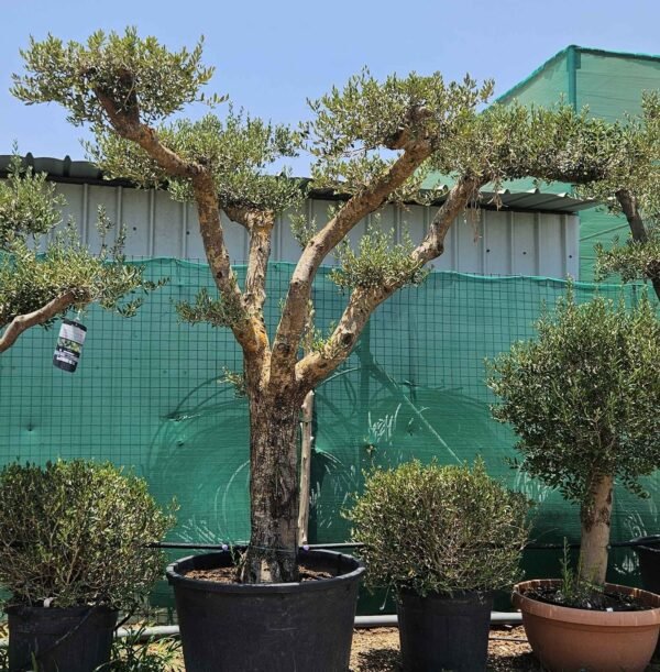 Olea Tubiari V2 AS
