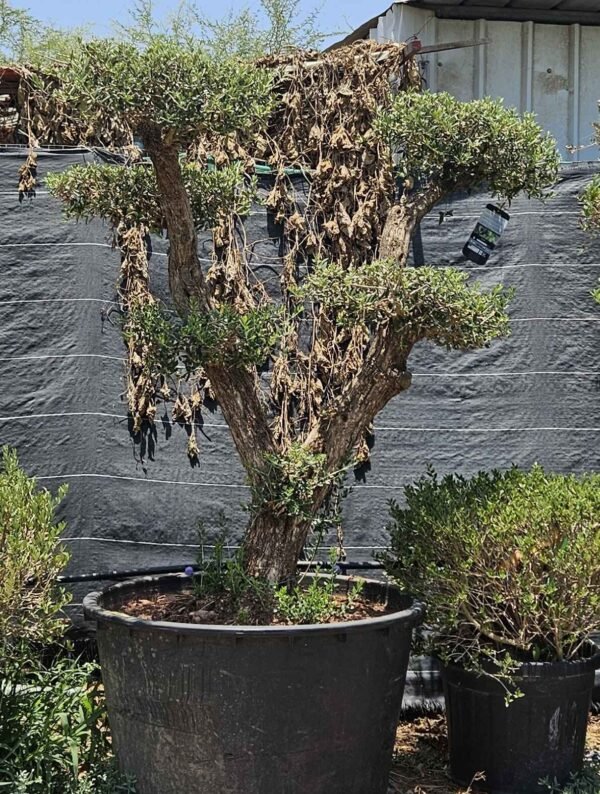 Olea Tubiari V3 AS