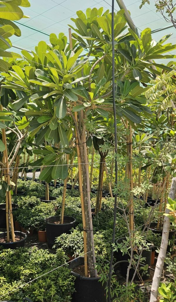 Plumeria AS