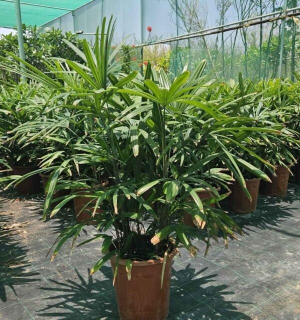 Raphis Palm AS