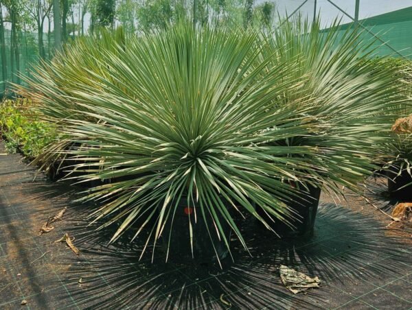 Yucca linearifolia Large AS