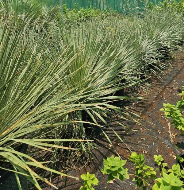 Yucca linearifolia Small AS