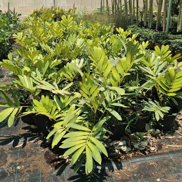 Zamia outdoor AS