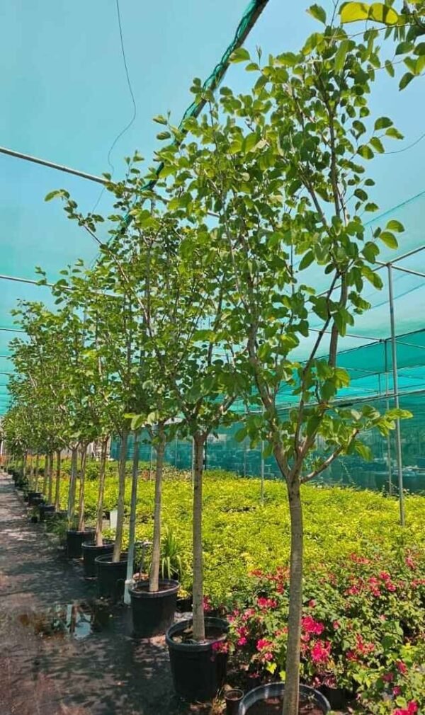Bauhinia - Orchid Tree DS