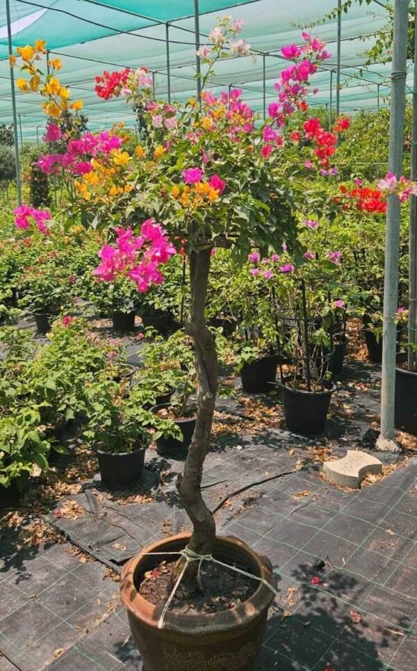 Bouganvillia Multi L DS