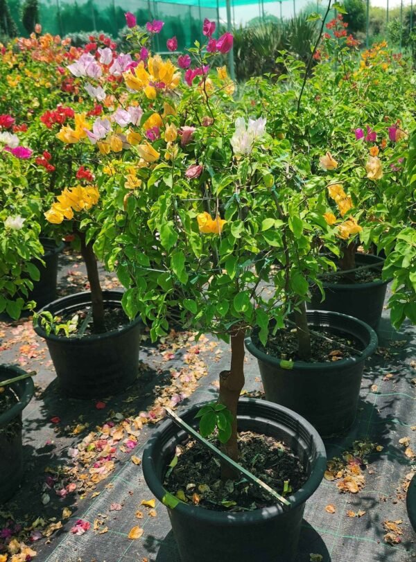 Bouganvillia Multi S DS
