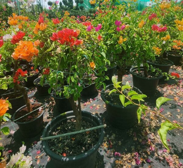 Bouganvillia Multi M DS