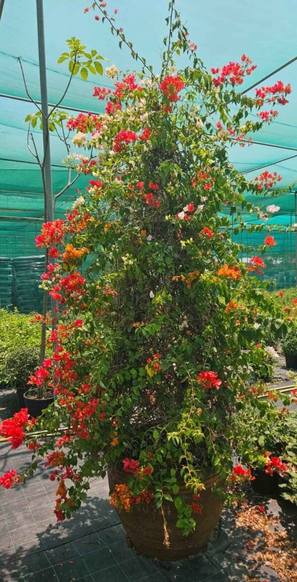 Bouganvillia Cone DS