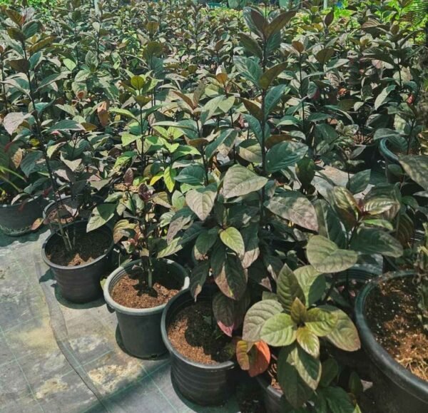 Eranthemum-Blue Sage DS