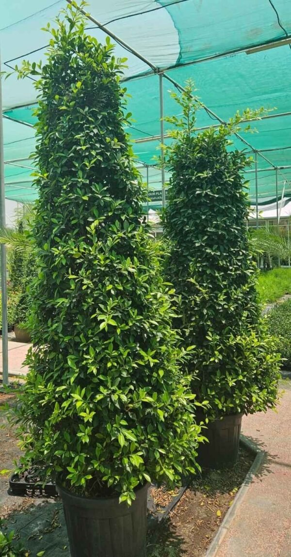 Ficus Nitida Cone Large DS