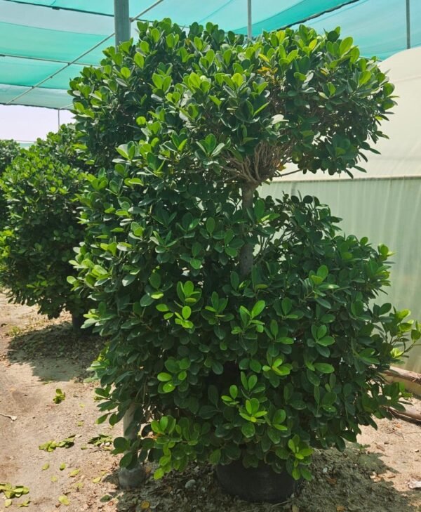 Ficus Panda Cone Large DS