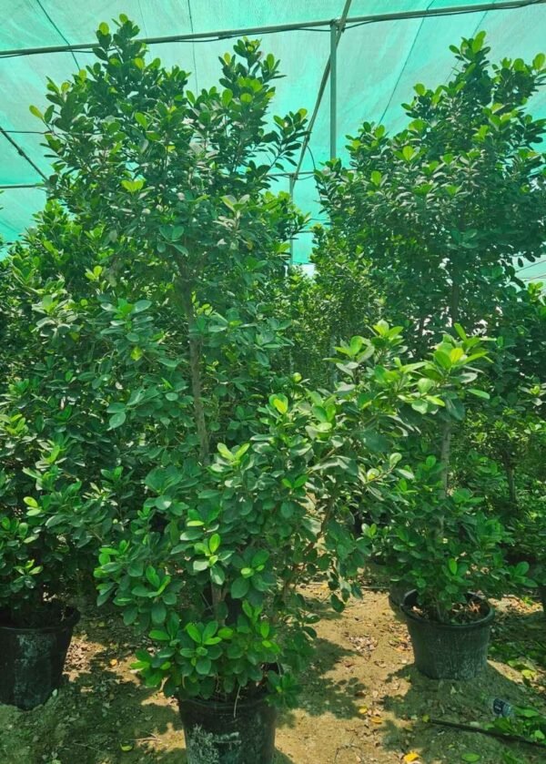 Ficus Panda Cone Medium DS
