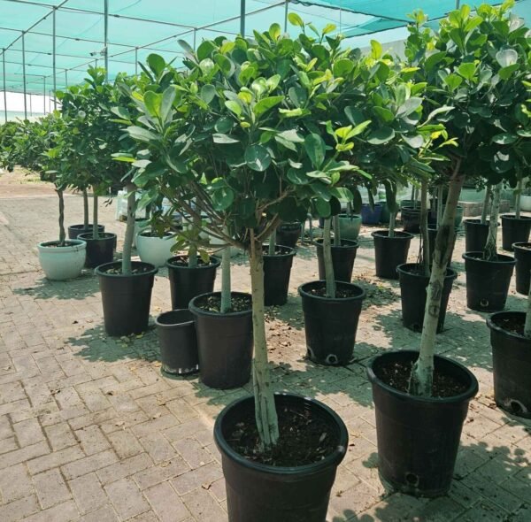 Ficus Panda Single Head Thin Trunk DS