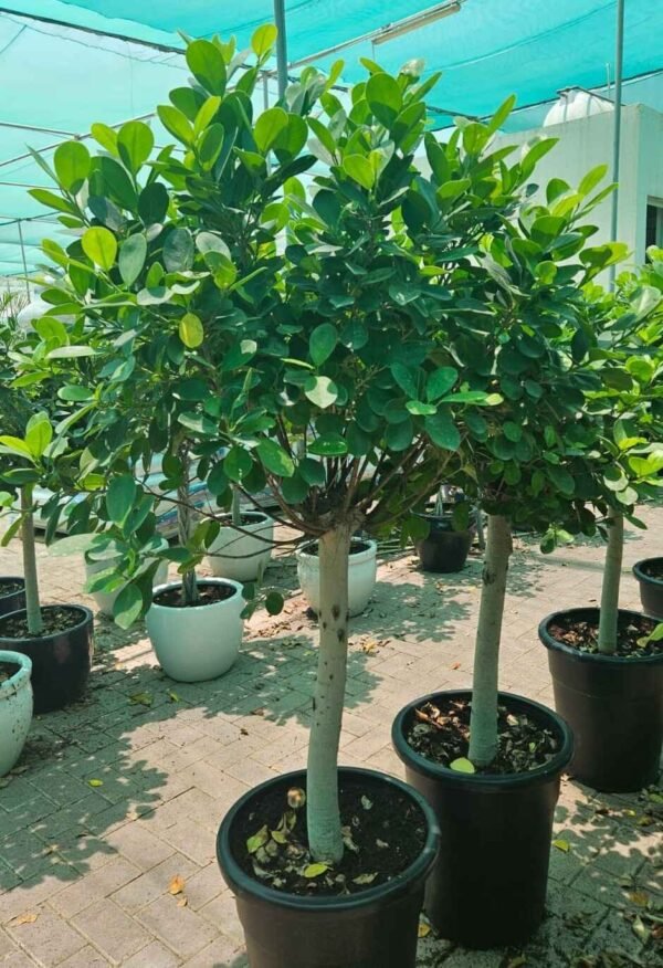 Ficus Panda Single Head Thick Trunk DS