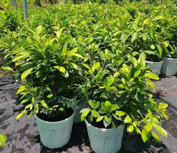Golden Ficus Large DS
