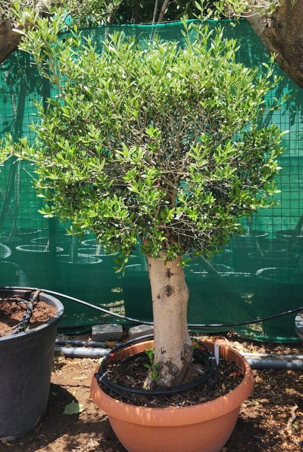 Olea Bushi V8 AS - Image 2