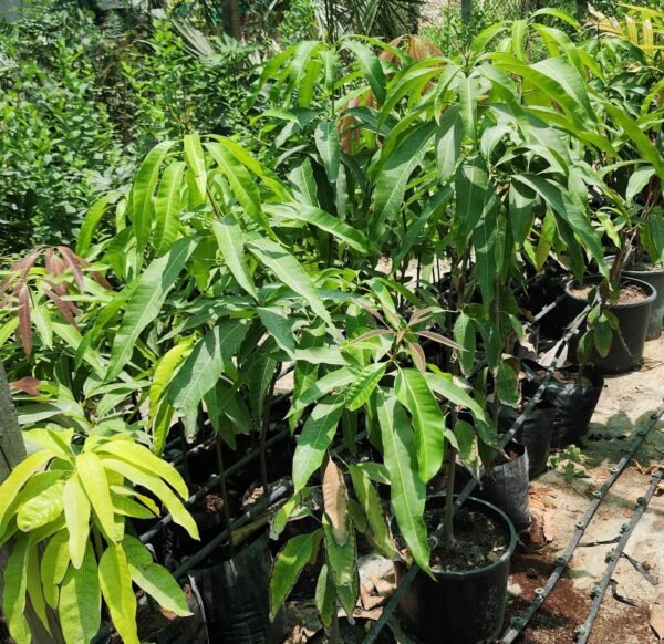 Mango Bahraon One Medium MZ