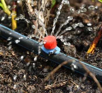 Drip-irrigation-AdobeStock_426360432